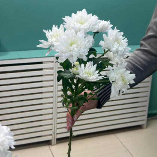 Spray chrysanthemum