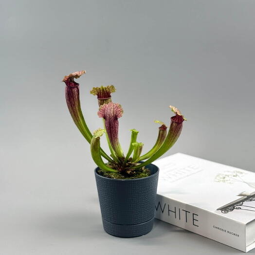 Экзотическая хищная Саррацения в кашпо