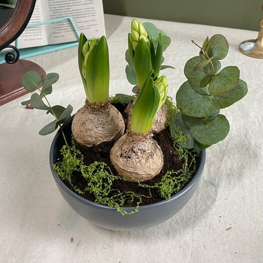 Гиацинты Луковица