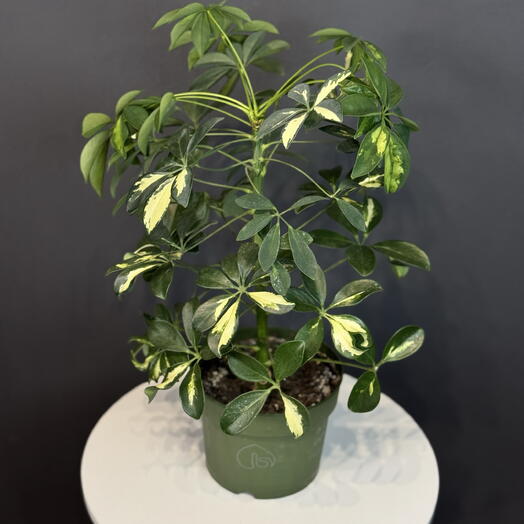 Шеффлера
