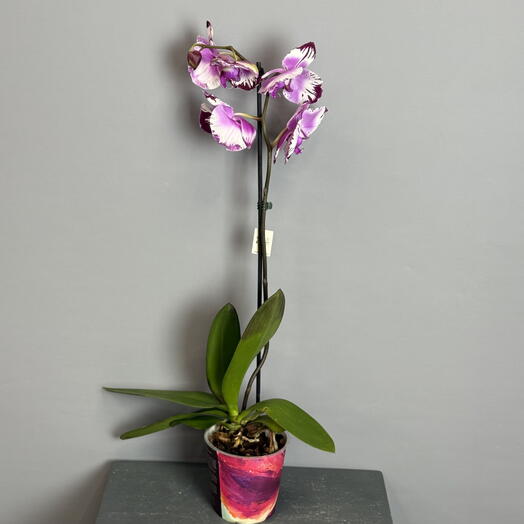 Орхидея с красивыми переходами цвета от нежного розового до сочного винного  😍цена 🔥