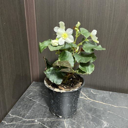 Бегония элатиор