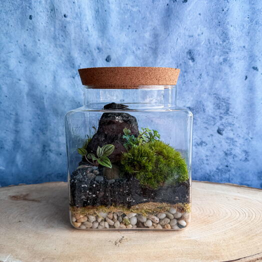 Экосистема с пеперомией и лавой в необычной баночке🪨🌿