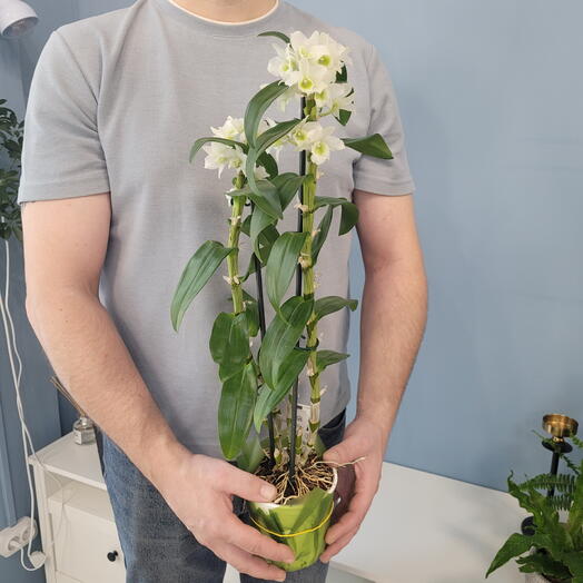 Орхидея дендробиум белая