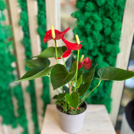 Anthurium