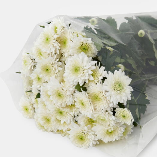Пачка хризантем кустовых (10 штук) Балтика Белая, 60 см