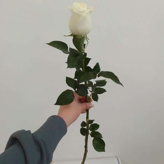 Роза Белая