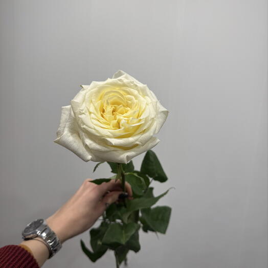 Роза «Candlelight»