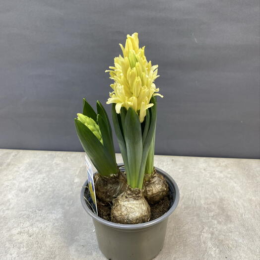 Гиацинты в горшке