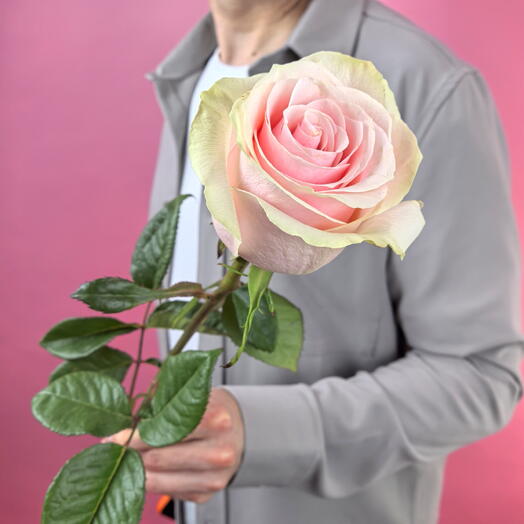 Цветы поштучно. Роза Пинк мондиаль Pink Mondial Эквадор, 1 штука