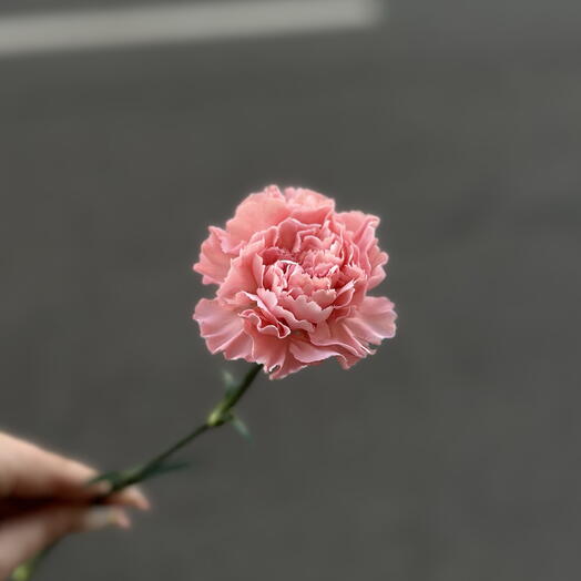 Диантус розовый / гвоздика розовая 🌸