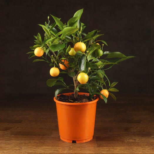 Calamondin 40/14