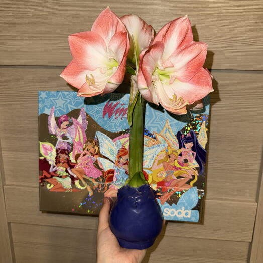 Амариллис в воске подарочный в пакете Феи 💜