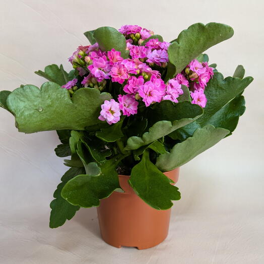 Каланхоэ в горшке ( розовый ) 12х25 (1)