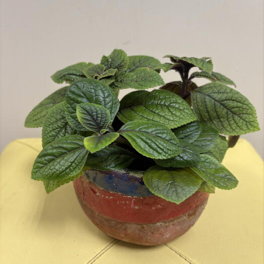 Плектрантус (Plectranthus) в керамическом горшке ручной работы
