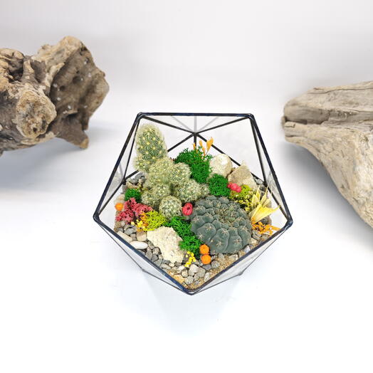 Florarium "Bright with cacti" Icosahedron 14cm