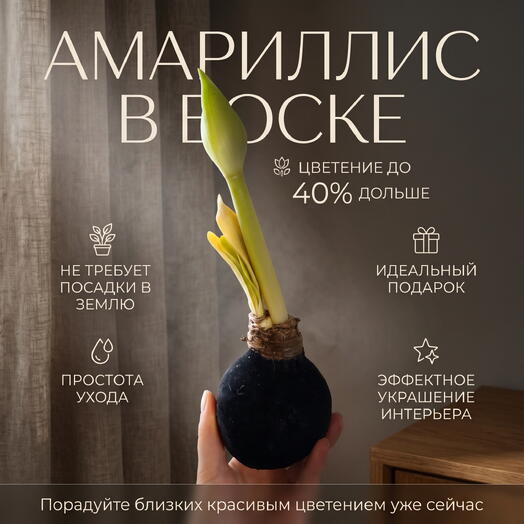Амариллис в воске «Ночной бархат»