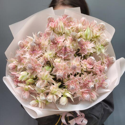 Цветок-паук 🥹🌸