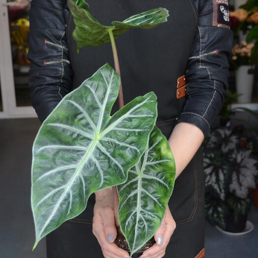 Алоказия «Найроби Найт» (Alocasia ‘Nairobi Night )