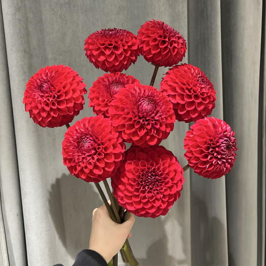 Алые георгины (9 шт)