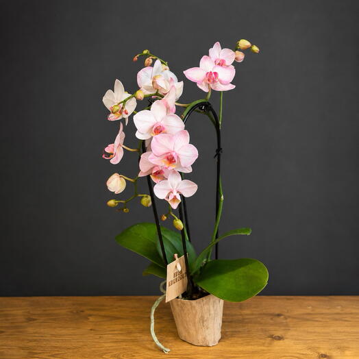 Орхидея Phalaenopsis mini pink