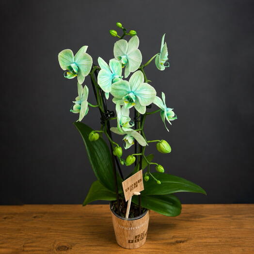 Орхидея Phalaenopsis mini Aqua