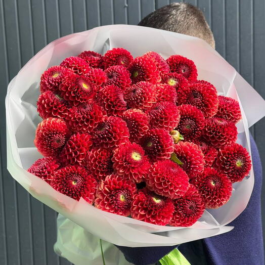 Букет из 51 красной георгины