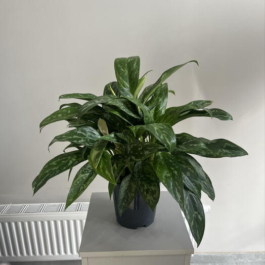 Aglaonema