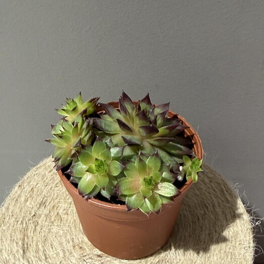 Кактус 🌵💕 Молодило (Sempervivum) — «каменная роза»
