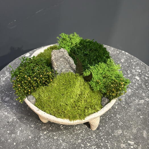 Стабилизированный кусамоно в кашпо на ножках🌱