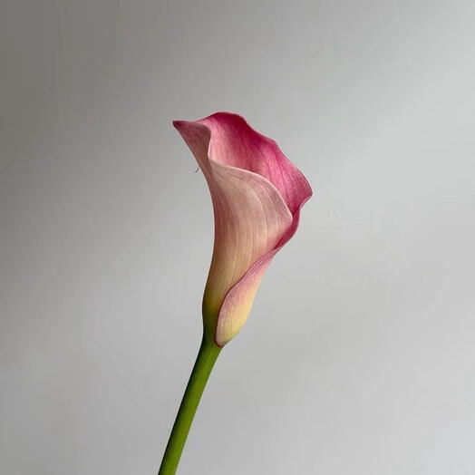 Flower boutique