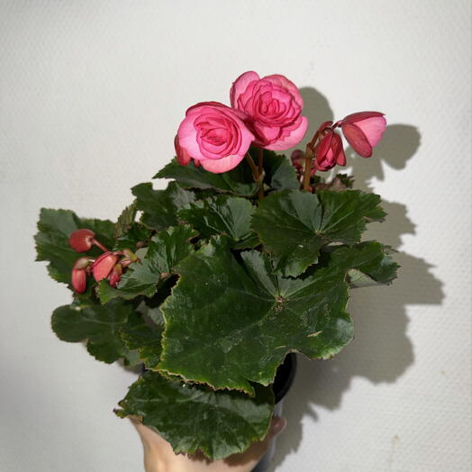 🌺 Бегония Элатиор розовая / Begonia Elatior