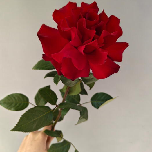 Красная французская Роза 🌹