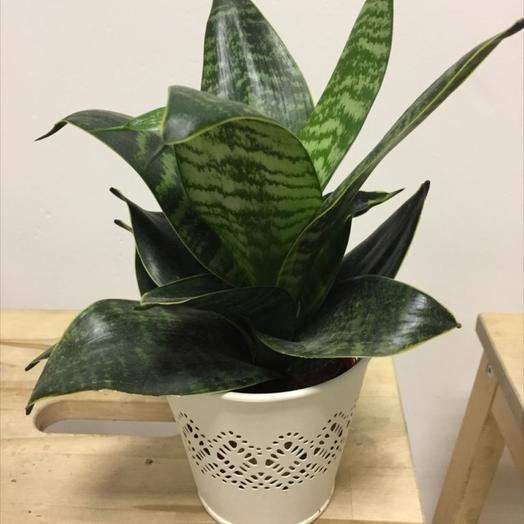 Sansevieria d 10cm