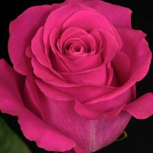 Rosa importada Pink Floyd