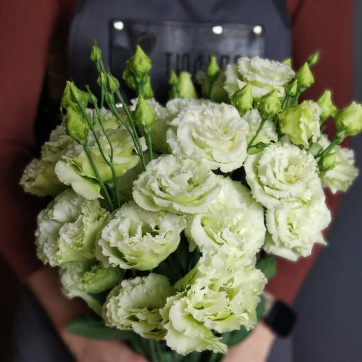 Eustoma pistacho 5