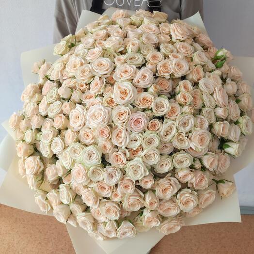 Ramo de 101 rosas de crema de arbusto