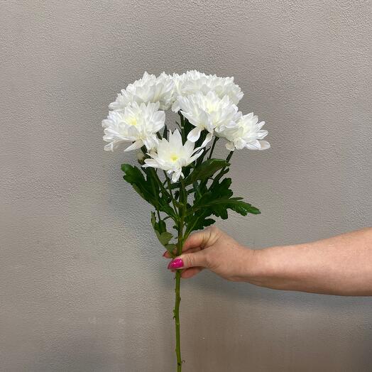 Chrysanthemum bush
