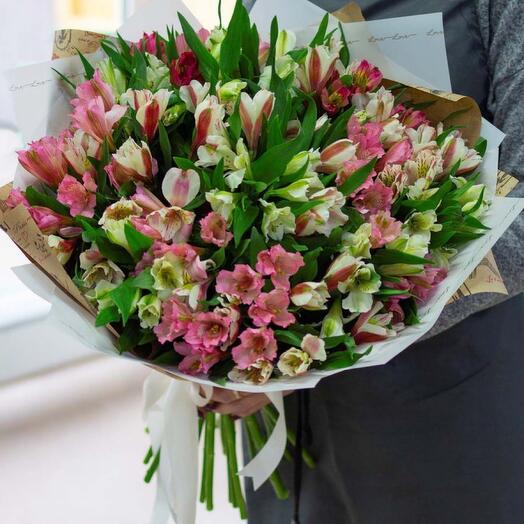 Alstroemeria Premium
