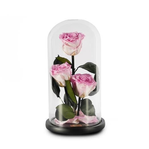 Cherry Bloosoms Preserved Roses in Glass Dome Trio