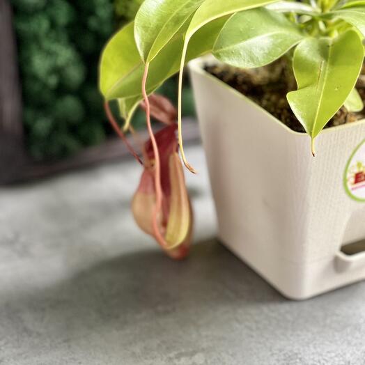 Непентес Вентрата (лат. Nepenthes Ventrata) пересаженная D12см