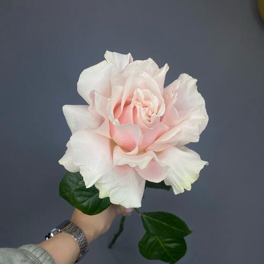 Французская Роза «Pink» 60