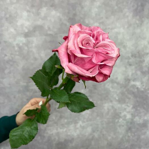 Peonía rosa baya sombra 50cm
