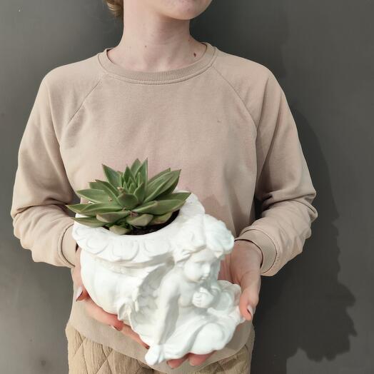 Houseplant