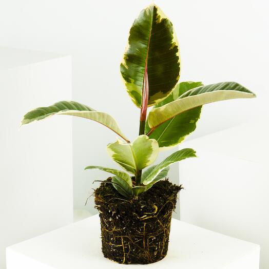 Ficus Tineke