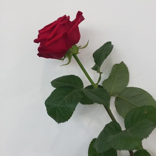 Rosa roja