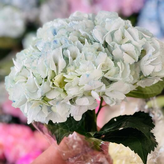 Hydrangea blue