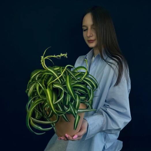 Хлорофитум Бонни