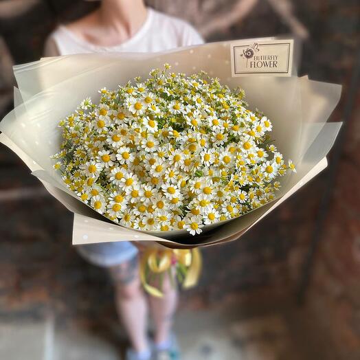 Bouquet of 25 matricaria "Chamomile field"