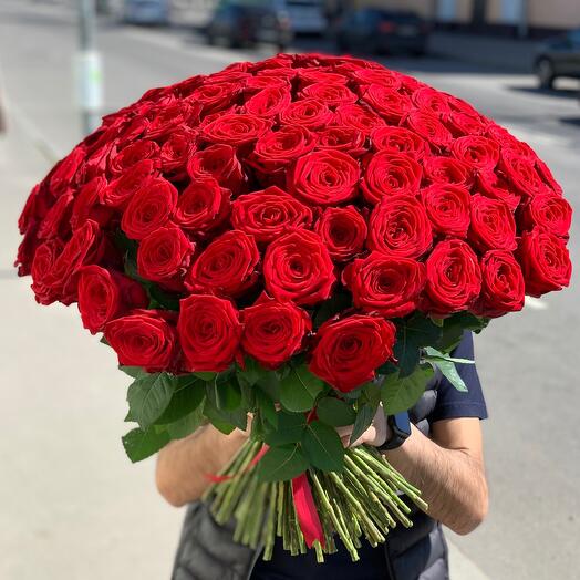 Красные розы 85 шт